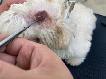 耳毛カット中の犬の耳