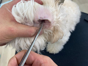 耳毛カット中の犬の耳