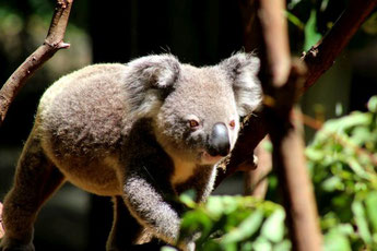 Currumbin Wildlife Park, Goldcoast, Australien