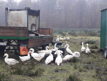 Bio-Gänse Futter Weide Weidegans Gans Wasser Kopf eintauchen Mobilstall