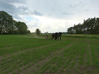 Unsere Kaltblut-Pferde Elfi und Rubinia ziehen den Striegel/ Egge über das Hafer-Feld. Auf dem Acker ist das Getreide schon gut aufgewachsen. So bekämpfen wir das Unkraut.