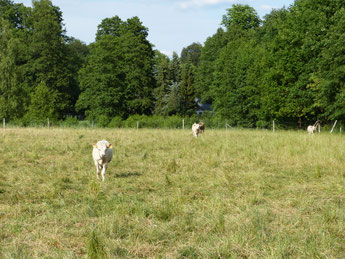 Mutterkuhhaltung auf dem Ökohof Fläming, Bio-Rinderhaltung, Rinder im Ökolandbau, auf der Öko-Weide