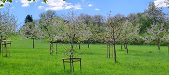 Bestes Frühlingswetter am „Tag der Streuobstwiese“ im Gevelsberger Stefansbachtal (Foto: NABU)