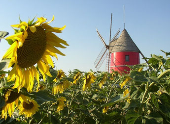 Moulin rouge de Nailloux à six ailes au milieu d'un champs de Tournesols 