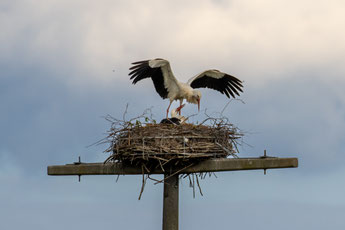 Storchenpaar am Nest am 22. April 2025 (Foto: B. Budig)