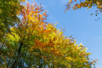 Farbenfrohes Herbstlaub (Foto: B. Budig)