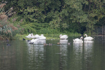 Höckerschwäne, Blessrallen, Schnatterenten (Foto: B. Budig)