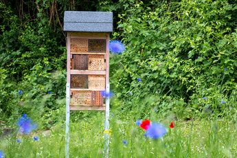 Wildbienen-Nisthilfe am Rathaus im Mai 2020 (Foto: H. Budig)