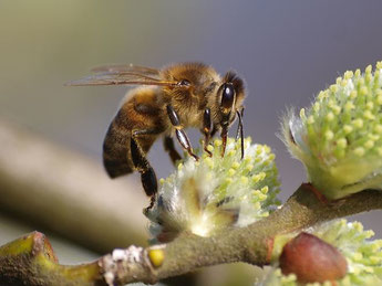 Honigbiene auf Weidenblüte. - Foto: Kathy Büscher