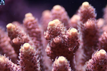 A. millepora