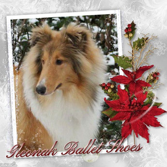 Foto: Milesian Collies