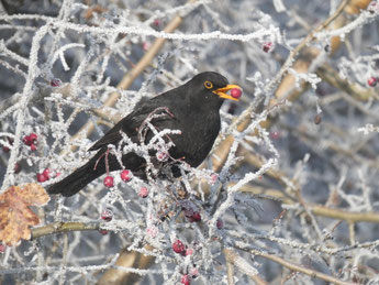 Foto: A. Erb, Amsel Männchen bei der Futtersuche