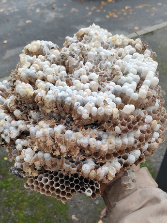 Mehrere Wabenteller eines zerstörten Sekundärnests mit Brutzellen Foto: CC Licence © Thomas Beissel (Ausschnitt)