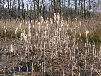 Gelbbauchunke Lurch des Jahres 2014 Natur des Jahres 2014 NABU Düren