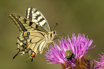 Foto: NABU/Marco Frank