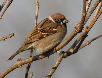 Von Jahr zu Jahr werden bei der „Stunde der Gartenvögel“ mehr Feldsperlinge gemeldet. Foto: NABU/O. Klose