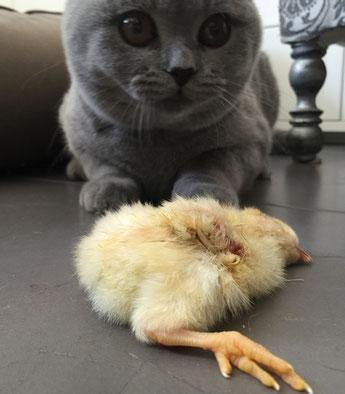 Küken für Katzen | hundkatzeschmaus.ch