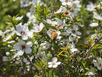 Biene Manuka Honig