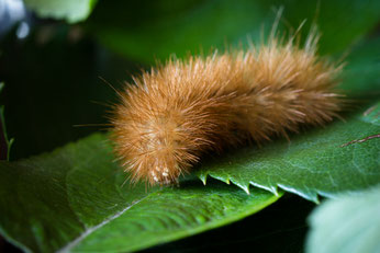 "Wie geht das? Fragt die Raupe.  Wie wird man ein Schmetterling?"