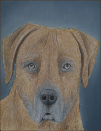 hundeportrait 