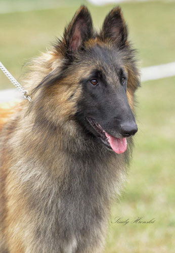 Une Pin Up des Loups de la Tiarde