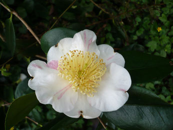 Camellia "Higo Kyo Nishiki"