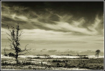 Dünen Schoorl#Schoorlse Duinen#Nordholland#Roland Valter#rolva#Natur-Fotografie#Aachen 