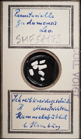 Senckenberg, Bryozoa, Bryozoen, Moostierchen, Sammlung Voigt