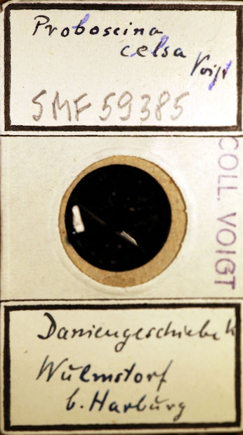 Senckenberg, Bryozoa, Bryozoen, Moostierchen, Sammlung Voigt