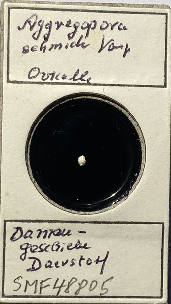 Senckenberg, Bryozoa, Bryozoen, Moostierchen, Sammlung Voigt