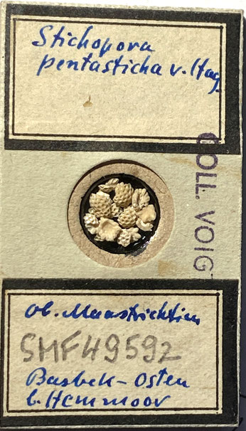 Senckenberg, Bryozoa, Bryozoen, Moostierchen, Sammlung Voigt