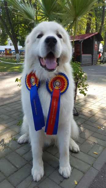 Echo de'Chien Cornelius new Romanian Champion