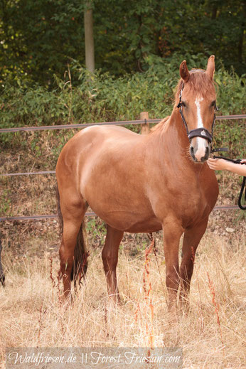 Fabella Fuchsfriesenstute von den Waldfriesen| www.Forest-Friesian.com | chestnut friesian red friesian fox friesian