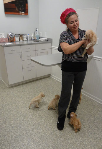 Puppies awaiting distemper vaccination