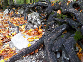 Schamanische Reise zu deinem Seelenbaum Workshop