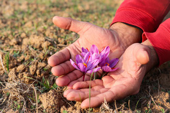 Krokusse