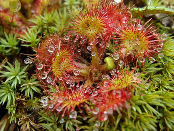 モウセンゴケの葉　　粘液で昆虫を捕らえる食虫植物