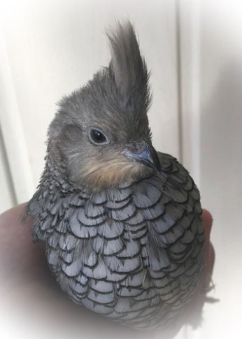 Blauschuppenwachtel, Haltung - S&N Wachteln und Ziergeflügel