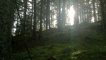 shinrin yoku - waldbaden am Fuße des Hochkönig in Salzburg