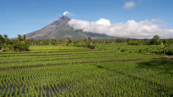 Volcano Mayon and rice farming