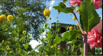 好きな花をアザミの花に差す