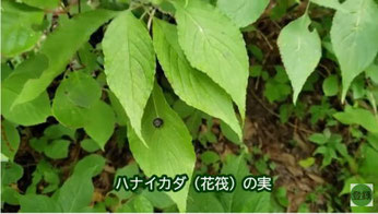 実生の木は早めに駆除する