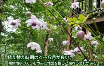 植え替え時期は４～５月が良い