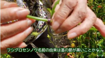 フシグロセンノウ名前の由来