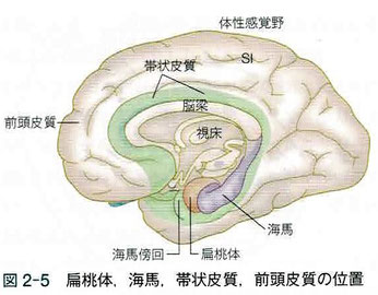 扁桃体、海馬、帯状皮質、前頭皮質の位置