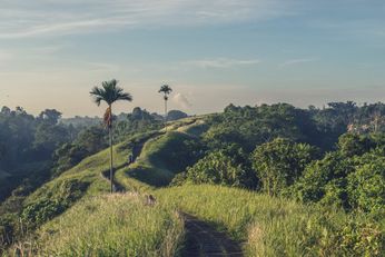 Rice Paddies on Bali