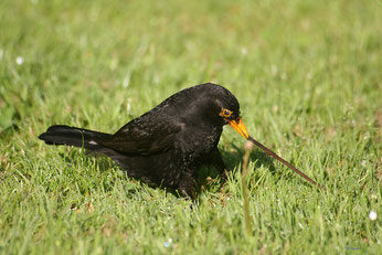 Amsel (Foto: Jürgen Podgorski/naturgucker.de)