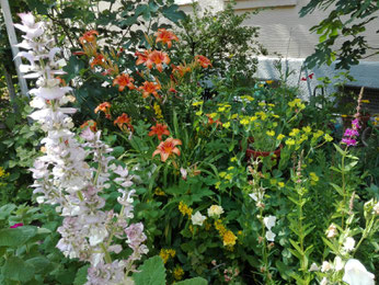 Musaktellersalbei in voller Blüte.