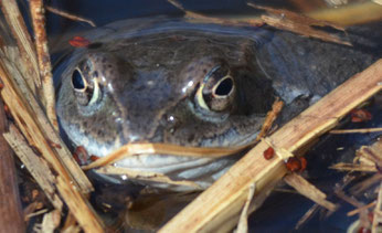 Grasfrosch, Bild: Martin Wölker