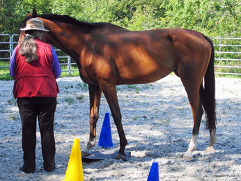 Clickertraining für Pferde: Finde die richtige Übung
